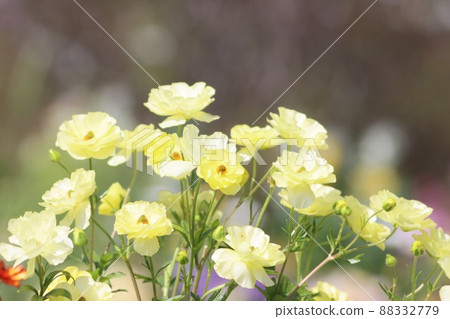 《橫濱里山庭園》春毛茛 88332779