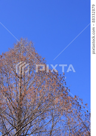 A large tree of metasequoia withered in winter 88332879
