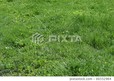 Green lawn, background 88332964