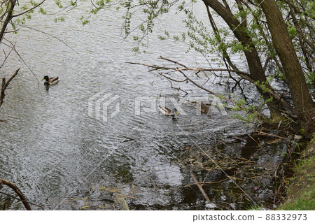 Group of mallard ducks swimming in the lake with two males and one female duck 88332973