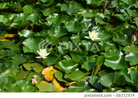 Yellow lotus flower in water Yellow lotus flower in water 88332974
