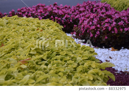Flowers, Marigold, Bedding Begonia. Flowerbed with yellow marigolds close-up and Begonia. Flowers, Marigold, Bedding Begonia. Flowerbed with yellow marigolds close-up and Begonia. 88332975