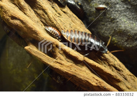 Madagascar hissing (Gromphadorhina portentosa) cockroach 88333032