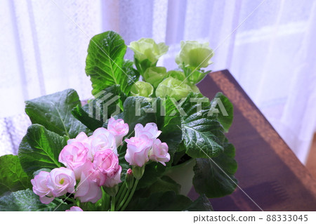 Rose blooming Primula Rose blooming Primula 88333045