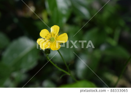 Close up of a yellow Meadow Buttercup flower. Also known as a Common, Giant, and Tall Buttercup. 88333065