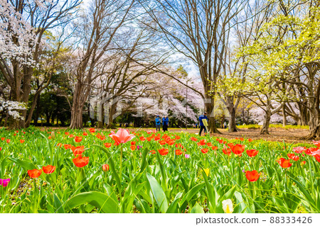 Tulip blooming Kinuta Park 88333426