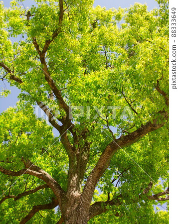 春天的綠色樟樹和藍天 88333649