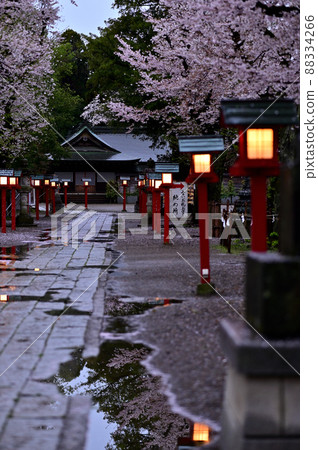和宮神社春天黎明13 和宮神社春天黎明13 88334266