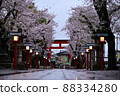 Washinomiya Shrine Spring Dawn 4 88334280