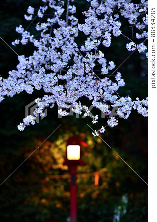 和宮神社櫻花季 和宮神社櫻花季 88334285