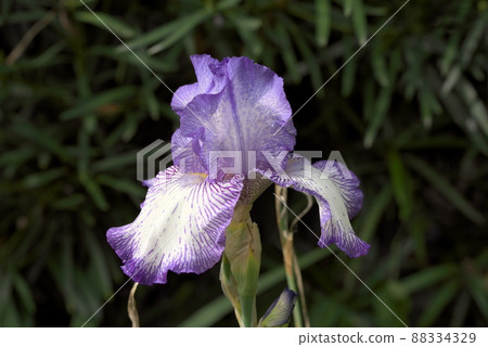 德國鳶尾白色和紫色 德國鳶尾白色和紫色 88334329
