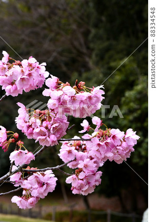 Sunlight cherry blossoms in Senba Park, Mito City 88334548
