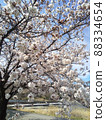 Cherry Blossoms	 88334654