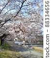 Cherry Blossoms	 88334656