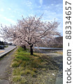 Cherry tree  88334657