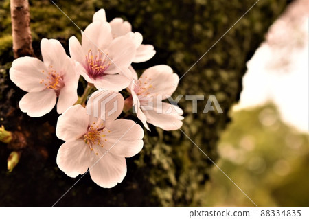 春天的到來:櫻花從樹乾髮芽 春天的到來:櫻花從樹乾髮芽 88334835