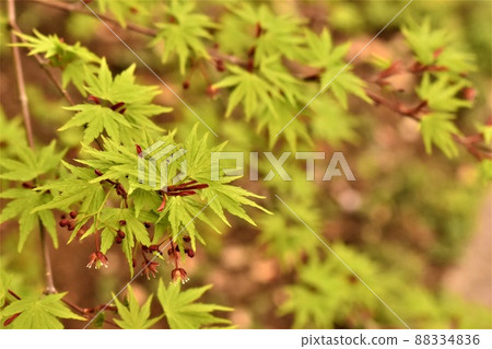 藍葉 藍葉 88334836