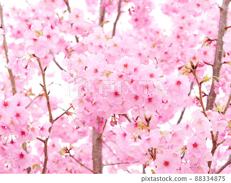 [Spring] Cherry blossoms Kawazu cherry blossoms 88334875