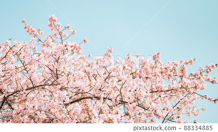 [Spring] Cherry blossoms Kawazu cherry blossoms 88334885