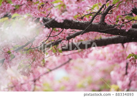 Row of cherry trees 88334893
