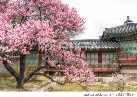 Prunus mume maehwa flowers Prunus mume maehwa flowers 88334899
