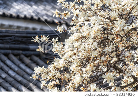 Gyeongju bomunho lake blossom Gyeongju bomunho lake blossom 88334920