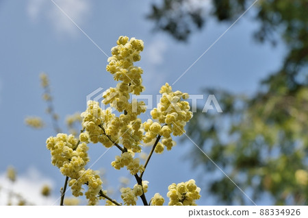Aomogi之花 Aomogi之花 88334926