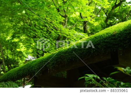 Moss garden in Jakkoin, Kyoto 88335061