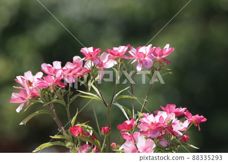 《Yokohama Satoyama Garden》 Spring Ranunculus Lux 《Yokohama Satoyama Garden》 Spring Ranunculus Lux 88335293