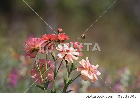 《橫濱里山庭園》春毛茛 88335303