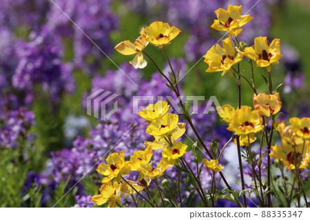 《Yokohama Satoyama Garden》 Spring Ranunculus Lux 88335347