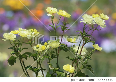 《Yokohama Satoyama Garden》 Spring Ranunculus Lux 《Yokohama Satoyama Garden》 Spring Ranunculus Lux 88335350