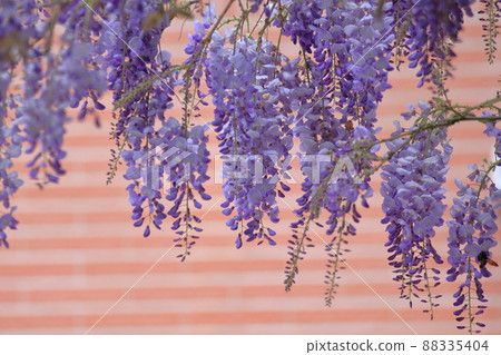 Purple Purple 88335404