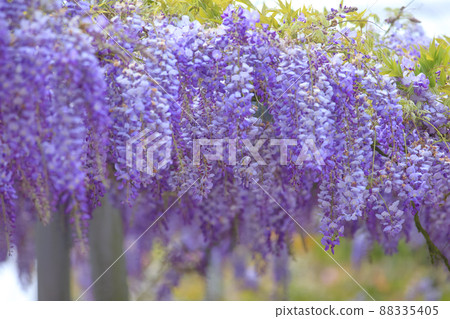 Purple Purple 88335405