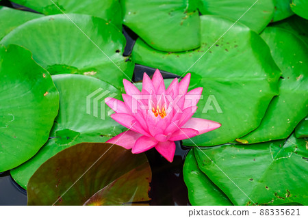 Water lily flower Shinmeimizube Park (Tokamachi City, Niigata Prefecture) 88335621