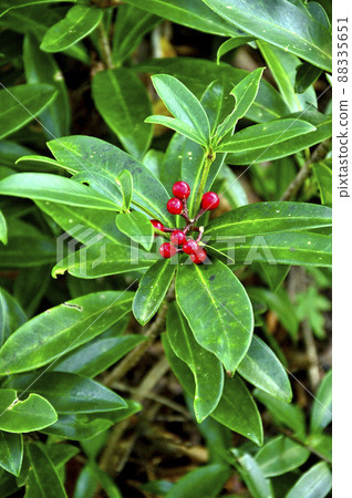 丹澤的石田山脊,Skimmia japonica的紅色果實 丹澤的石田山脊,Skimmia japonica的紅色果實 88335651