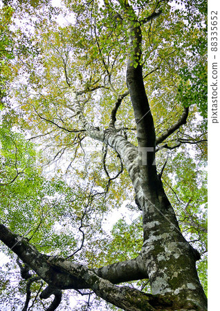 丹澤的石架山脊山毛櫸秋葉 88335652