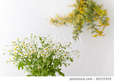 Matricaria Mimosa Swag 88335950