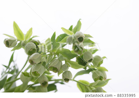 聖誕玫瑰 Hellebore Fetidas 88335995
