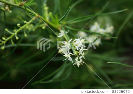 White flower of Shatavari blooming on branch. White flower of Shatavari blooming on branch. 88336073