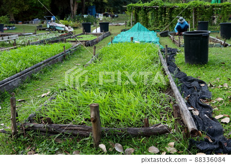 Chinese Morning Glory are growing in a long seedbed. Chinese Morning Glory are growing in a long seedbed. 88336084