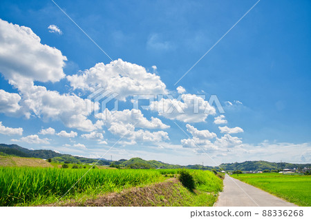 [大阪]八月藍天夏日田園風光 88336268
