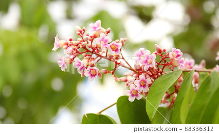 Branch of pink purple flowers of starfruit or carambola blooming. 88336312