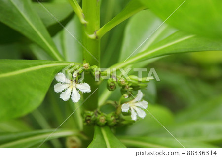 Beach Naupaka flowers and fruits on stem. Beach Naupaka flowers and fruits on stem. 88336314