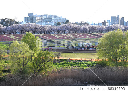 赤羽荒川櫻花堤 赤羽荒川櫻花堤 88336593