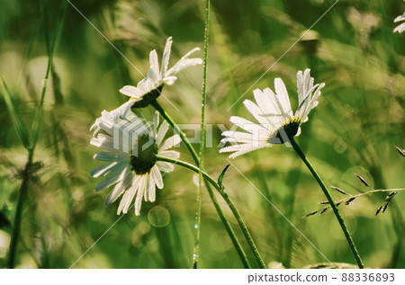 Wild camomile flowers Wild camomile flowers 88336893