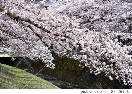 Ogada River 88336908