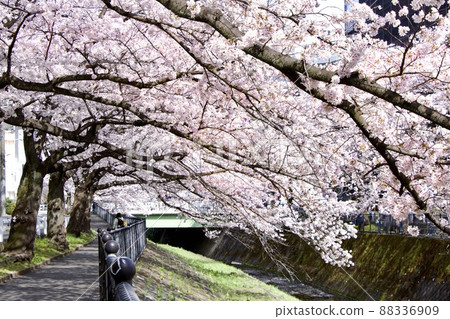 Ogada River 88336909