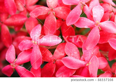 Light pink wet flowers of West Indian Jasmine blooming. Light pink wet flowers of West Indian Jasmine blooming. 88337108