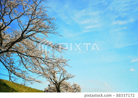 [Shimane Prefecture] Hiikawa embankment cherry blossom trees and copy space 88337172